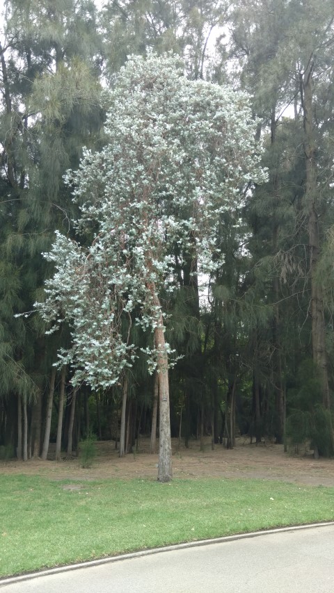 Eucalyptus cinerea plantplacesimage20161223_115928.jpg