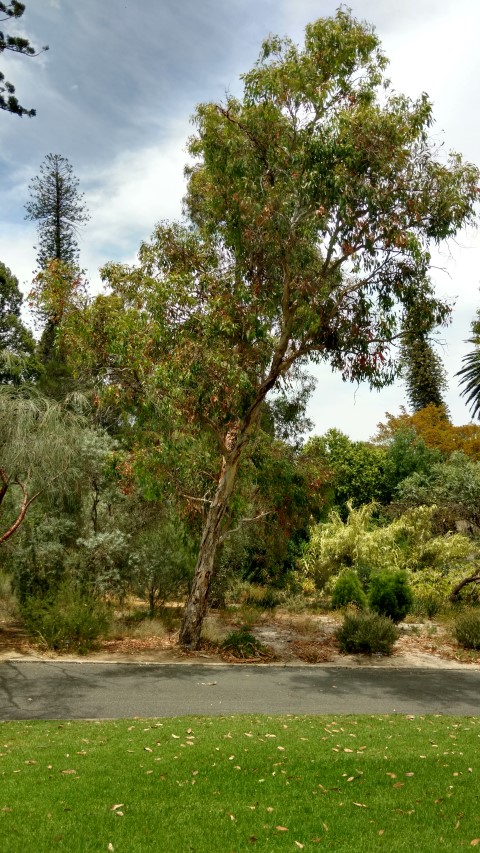 Eucalyptus fasciculosa plantplacesimage20161223_122726.jpg