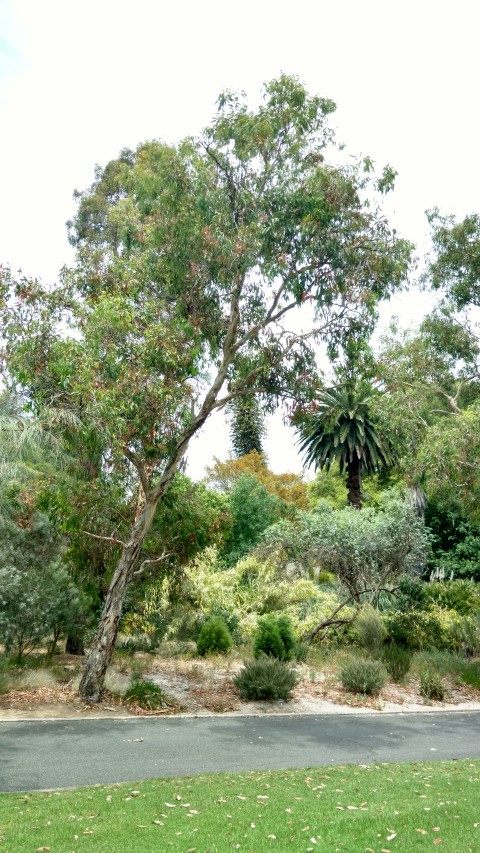Eucalyptus fasciculosa plantplacesimage20161223_122742.jpg