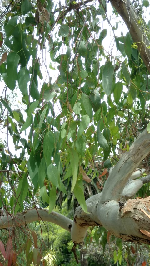 Eucalyptus fasciculosa plantplacesimage20161223_122816.jpg