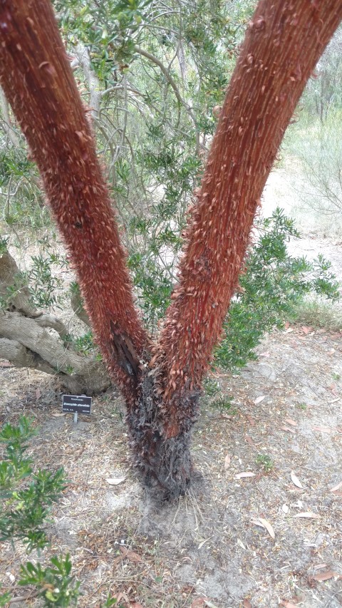 Acacia cyperophylla plantplacesimage20161223_122919.jpg