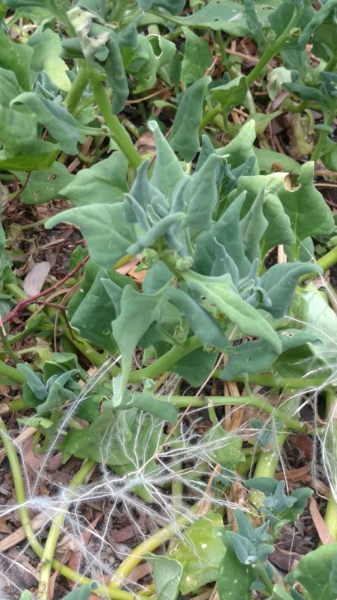 Tetragonia tetragonioides plantplacesimage20161223_124817.jpg