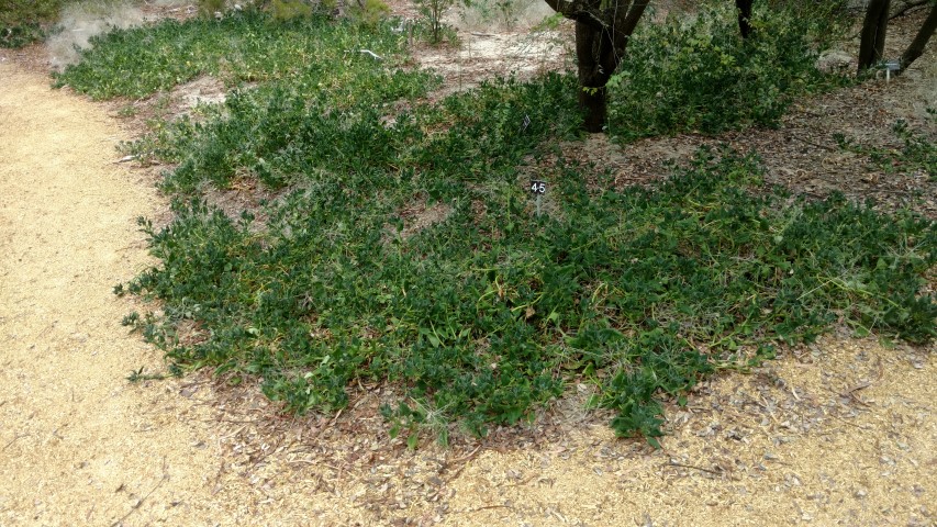 Tetragonia tetragonioides plantplacesimage20161223_124844.jpg