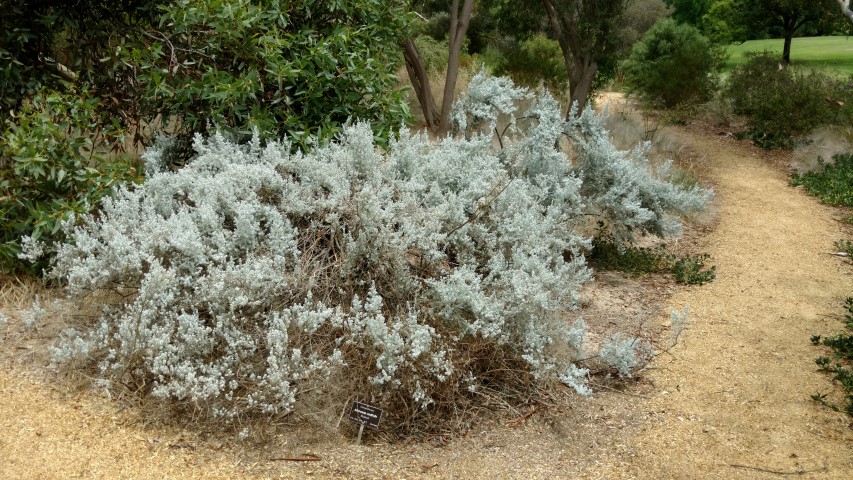 Maireana sedifolia plantplacesimage20161223_125117.jpg