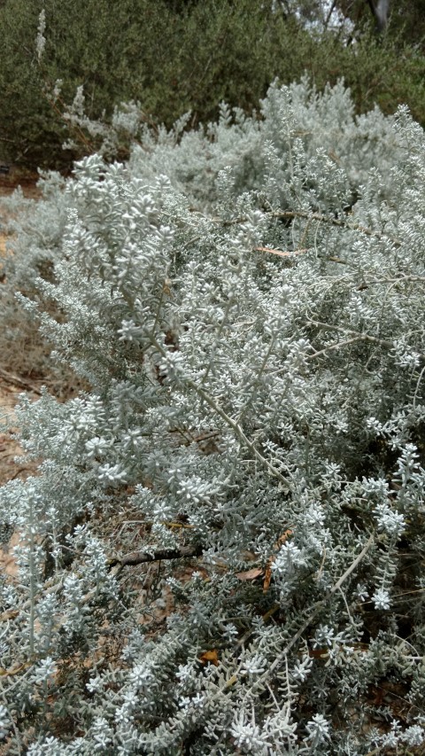 Maireana sedifolia plantplacesimage20161223_125133.jpg