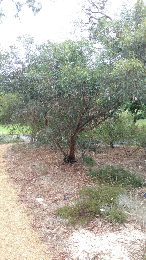 Eucalyptus dielsii plantplacesimage20161223_125841.jpg