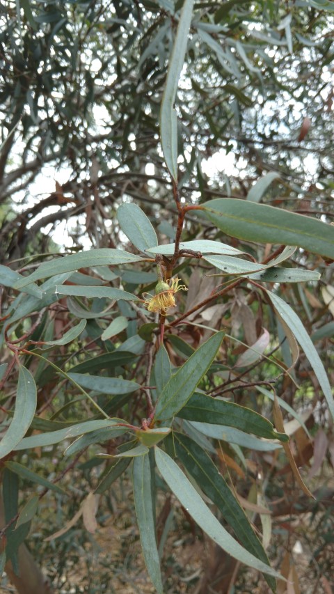Eucalyptus dielsii plantplacesimage20161223_125907.jpg