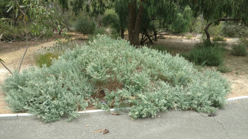 Rhagodia parabolica plantplacesimage20161223_130826.jpg