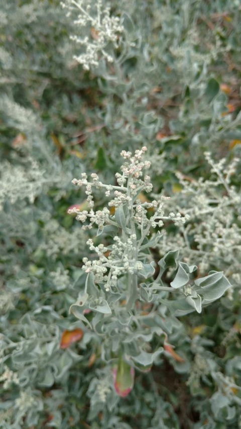 Rhagodia parabolica plantplacesimage20161223_130843.jpg