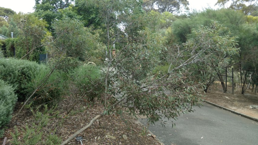 Eucalyptus socialis plantplacesimage20161223_131448.jpg