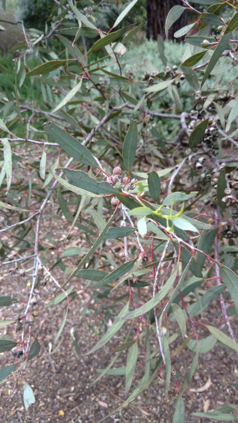 Eucalyptus socialis plantplacesimage20161223_131507.jpg