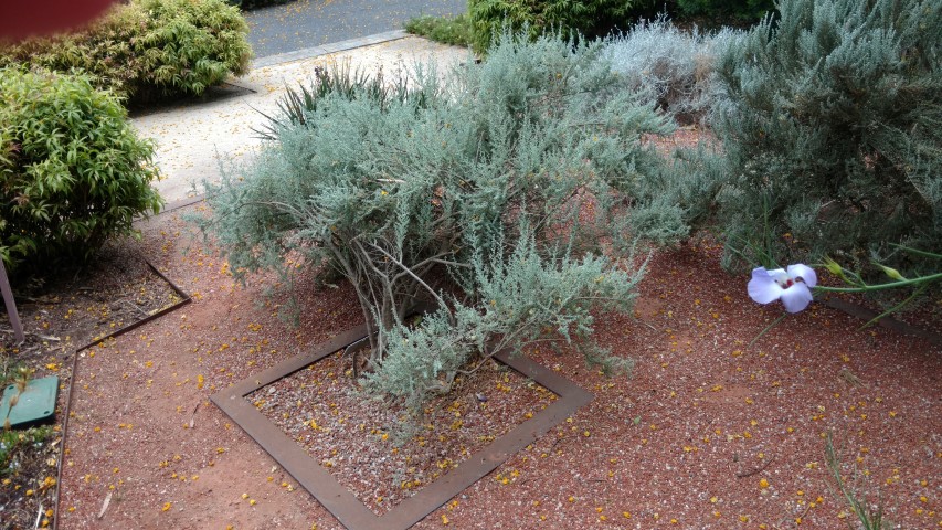 Maireana pyramidata plantplacesimage20161223_134731.jpg