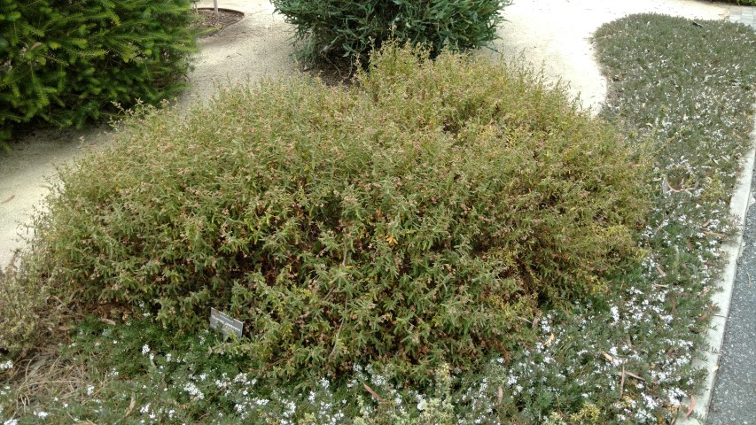 Thomasia petalocalyx plantplacesimage20161223_135207.jpg