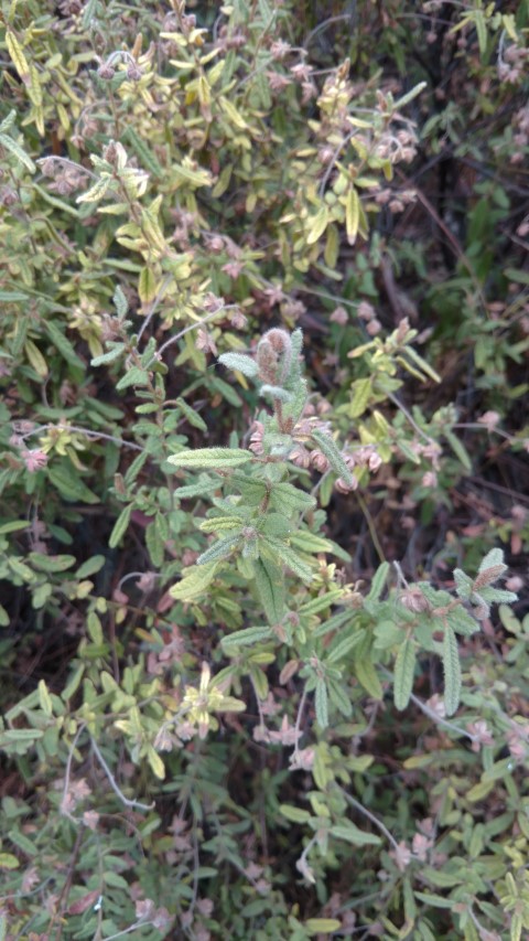 Thomasia petalocalyx plantplacesimage20161223_135221.jpg