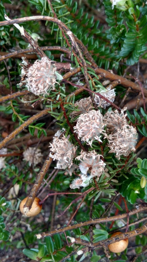 Pimelea ferruginea plantplacesimage20161223_140314.jpg