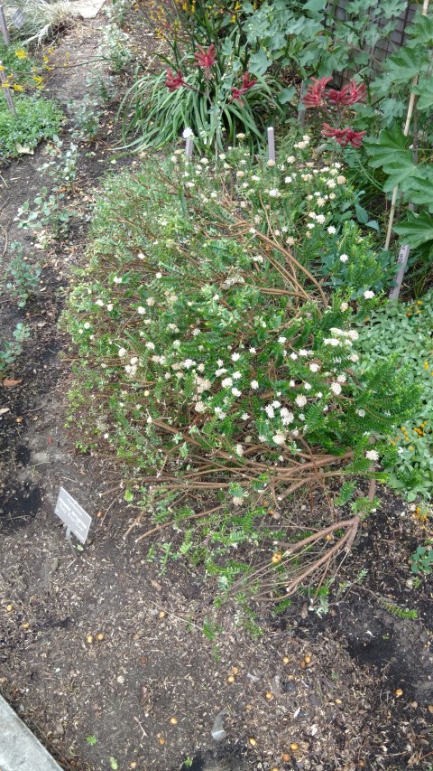 Pimelea ferruginea plantplacesimage20161223_140333.jpg