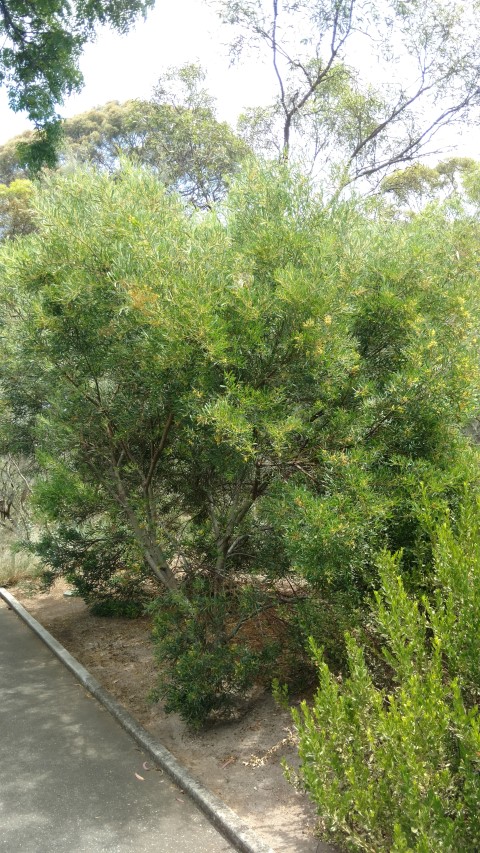 Acacia wattsiana plantplacesimage20161223_140454.jpg