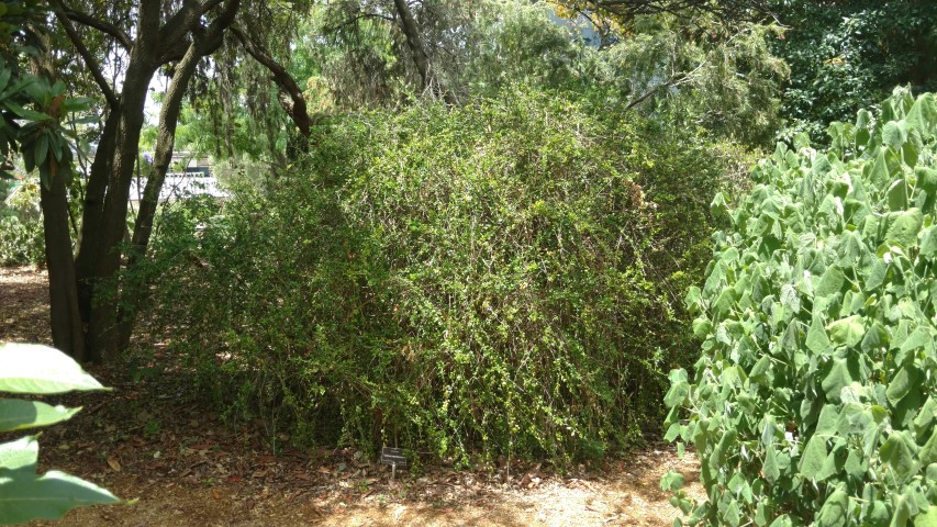 Turraea mombassana plantplacesimage20161223_141841.jpg