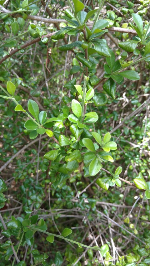 Turraea mombassana plantplacesimage20161223_141931.jpg