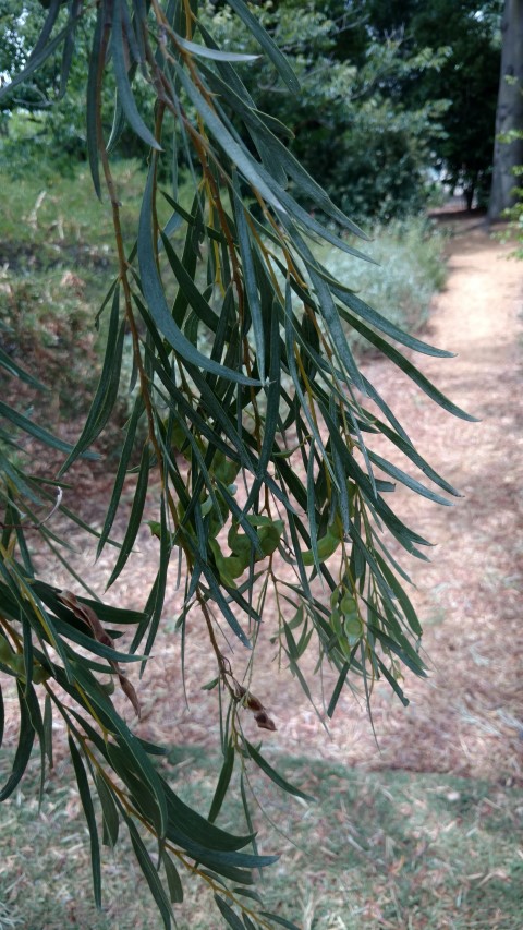 Acacia pendula plantplacesimage20161223_142550.jpg