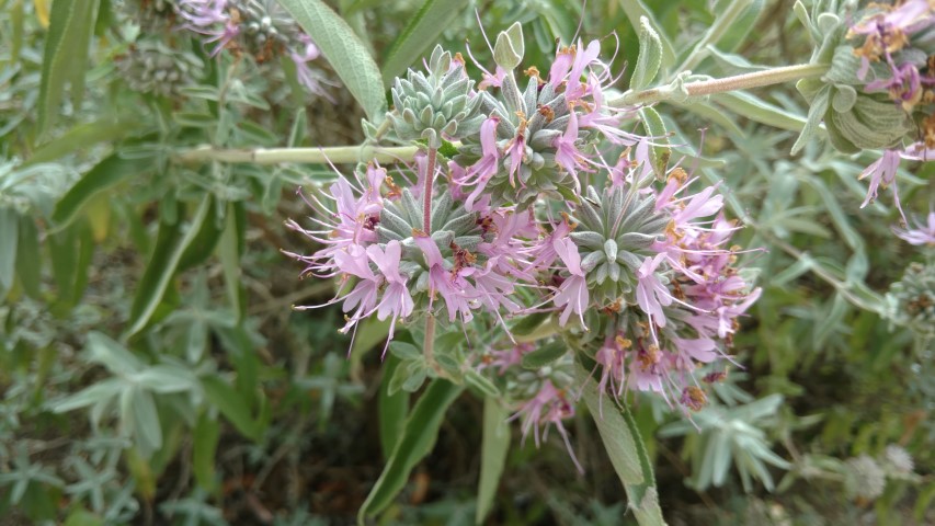 Salvia leucophylla plantplacesimage20161223_150839.jpg