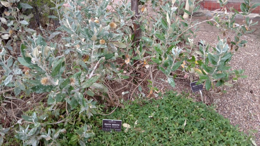 Glycine tabacina plantplacesimage20161223_191256.jpg