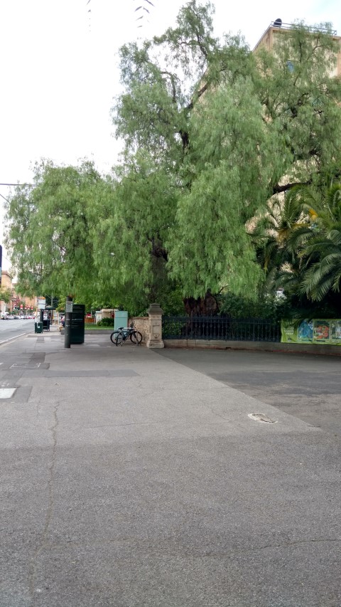 Schinus molle plantplacesimage20161223_191840.jpg