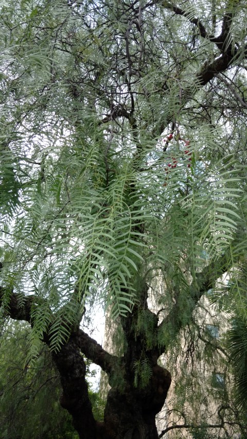 Schinus molle plantplacesimage20161223_191901.jpg