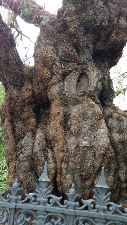 Schinus molle plantplacesimage20161223_191932.jpg