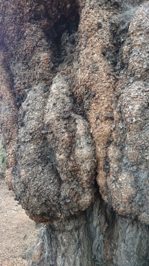 Schinus molle plantplacesimage20161223_191946.jpg