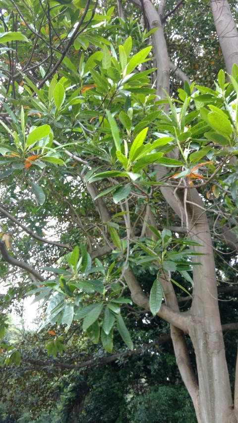 Elaeocarpus grandis plantplacesimage20161226_124541.jpg