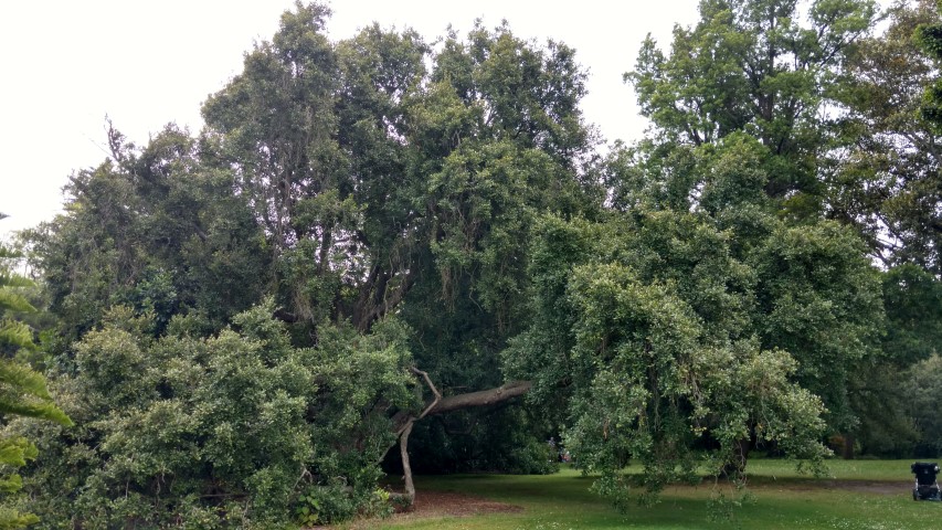 Syzygium paniculatum plantplacesimage20161226_124646.jpg