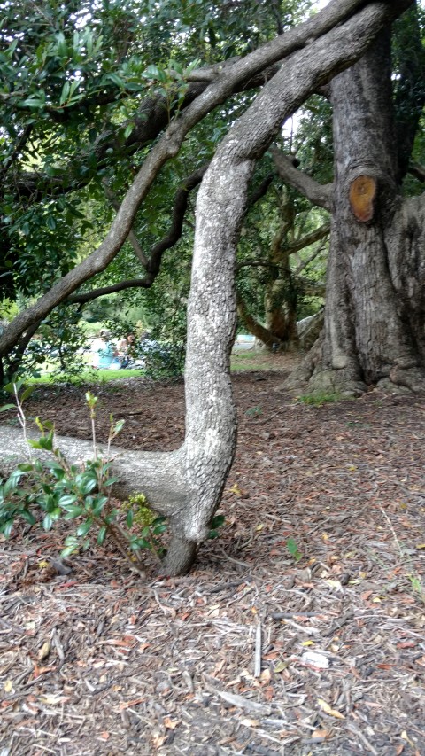 Syzygium paniculatum plantplacesimage20161226_124759.jpg