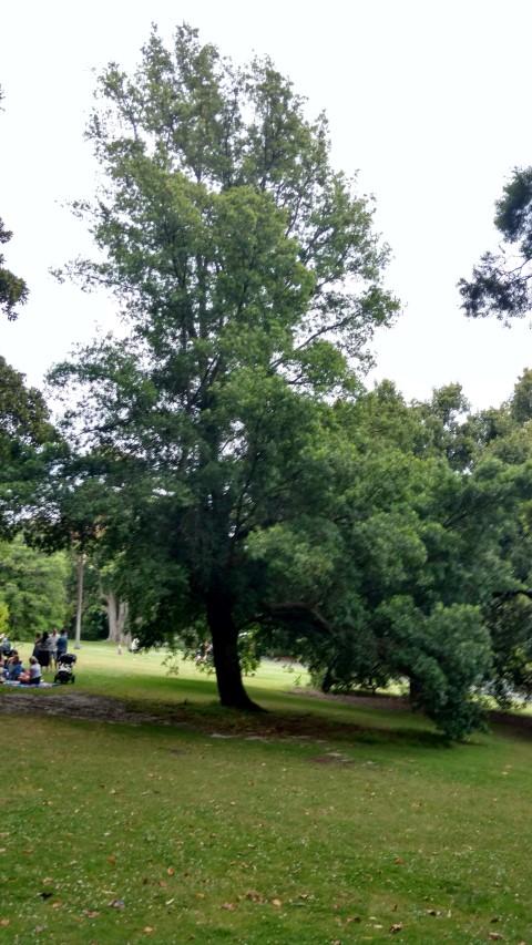 Podocarpus elatus plantplacesimage20161226_124932.jpg