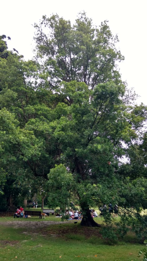 Podocarpus elatus plantplacesimage20161226_124945.jpg