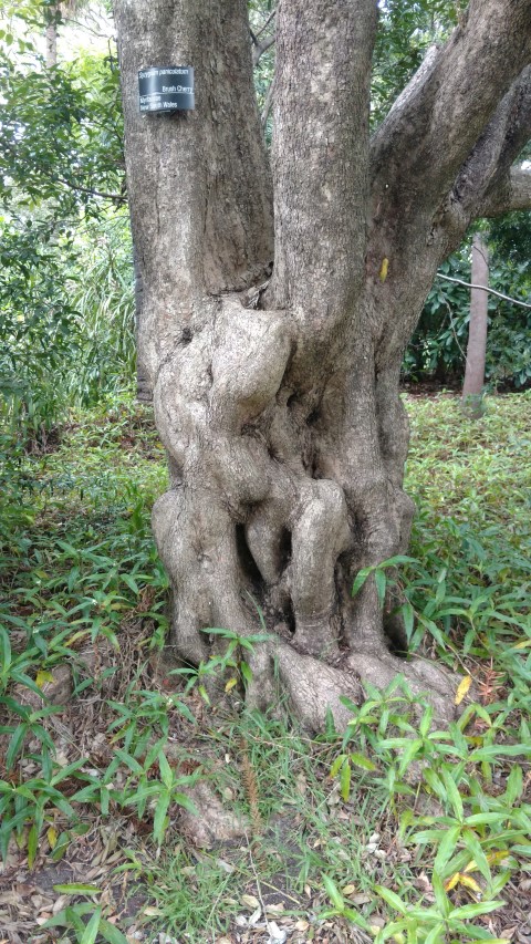 Syzygium paniculatum plantplacesimage20161226_125447.jpg