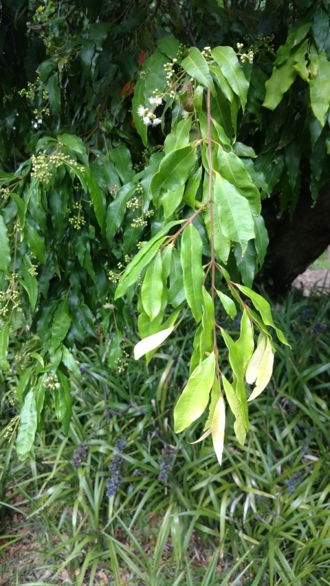 Waterhousa floribunda plantplacesimage20161226_125804.jpg