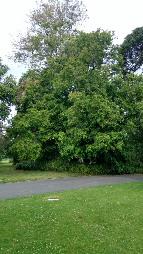 Waterhousa floribunda plantplacesimage20161226_125842.jpg