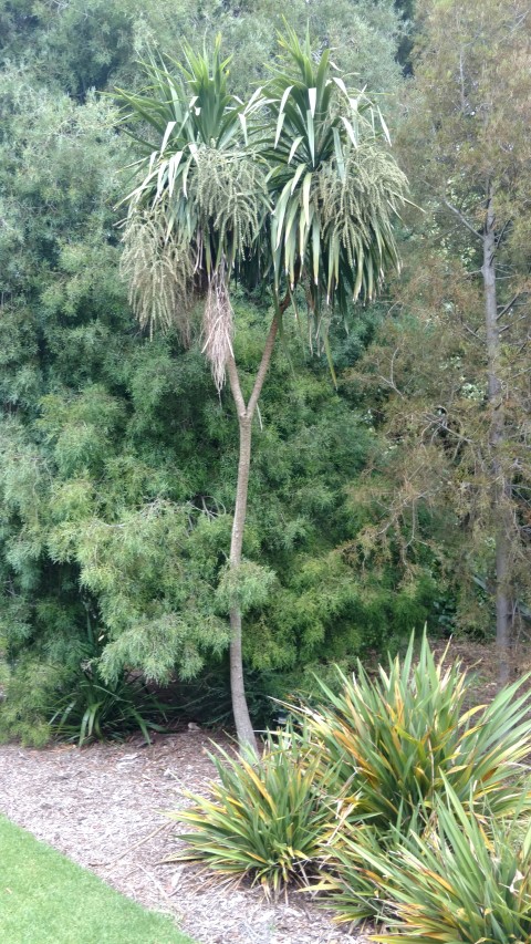 Melicytus angustifolia plantplacesimage20161226_125953.jpg