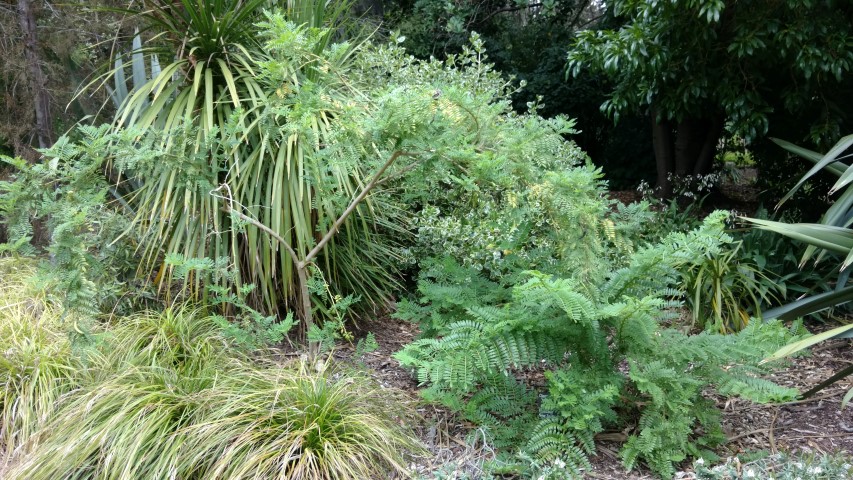 Clianthus puniceus plantplacesimage20161226_130058.jpg