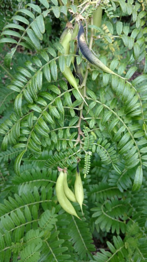 Clianthus puniceus plantplacesimage20161226_130142.jpg