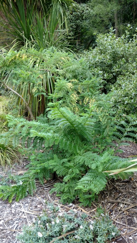 Clianthus puniceus plantplacesimage20161226_130150.jpg
