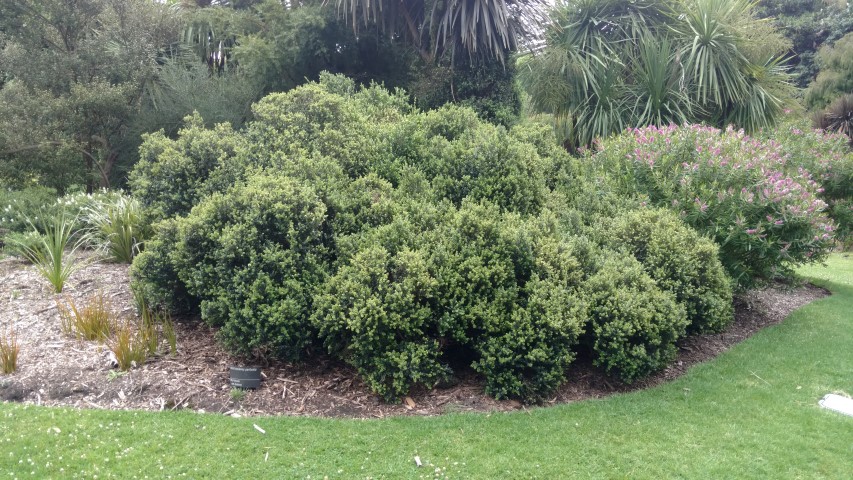 Metrosideros perforata plantplacesimage20161226_130302.jpg