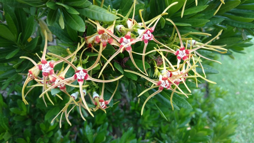 Stropanthus speciosus plantplacesimage20161226_131317.jpg