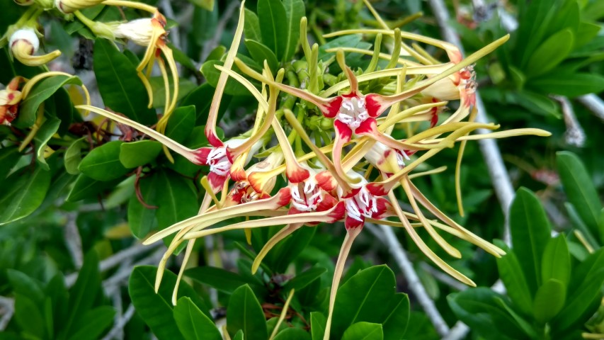 Stropanthus speciosus plantplacesimage20161226_131329.jpg