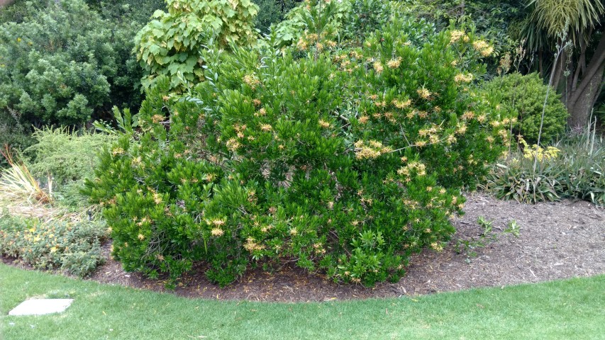 Stropanthus speciosus plantplacesimage20161226_131342.jpg