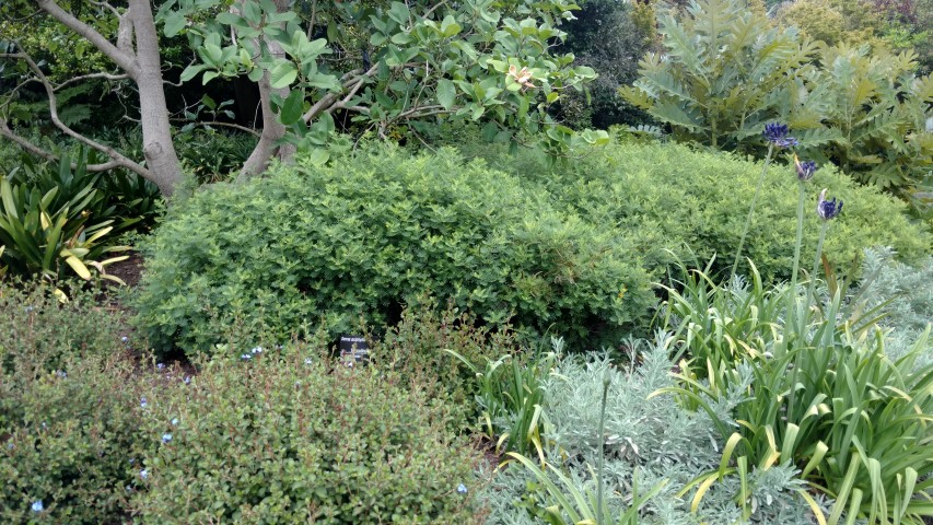 Senna aciphylla plantplacesimage20161226_132010.jpg