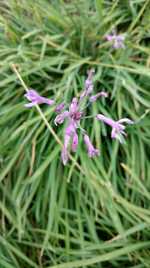 Tulbaghia violaceae plantplacesimage20161226_132050.jpg
