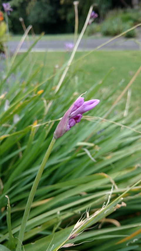 Tulbaghia violaceae plantplacesimage20161226_132102.jpg