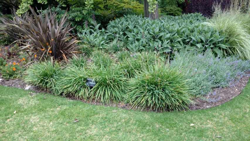Tulbaghia violaceae plantplacesimage20161226_132120.jpg